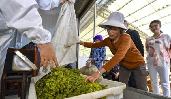 关于张家界永定“莓茶之乡”春茶产值6000多万的消息