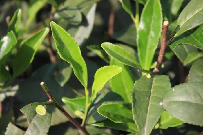 有关于相关研究获评一等奖！夏秋茶的“春天”来了么？的热门信息(2)