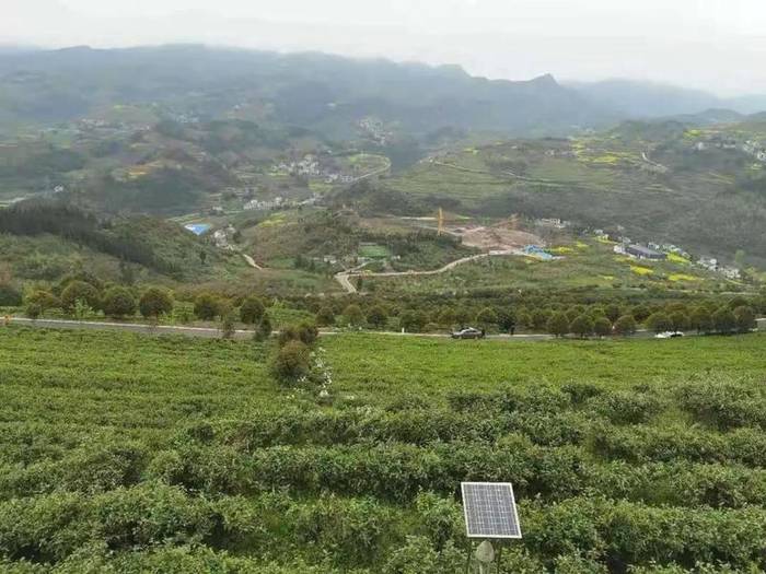 有关于2021年正安县双手采茶技能竞赛,双手采茶助力茶农提质增效的新闻(6)