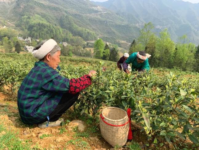 有关于沿河：“携茶”迎来采摘季 千里帮扶情义深的最新信息(3)