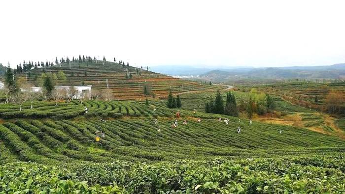 关于六盘水市水城区：打造富民产，固脱贫助振兴的热门消息(2)