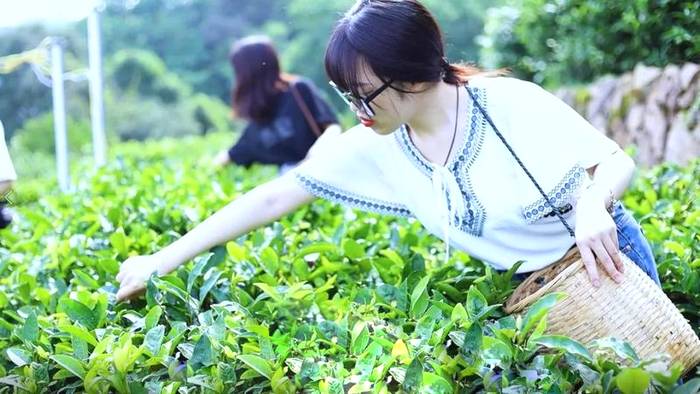 有关于“十大冷门”专业下的茶学研究生，这几年竟然悄悄有了这些变化？的热门新闻(10)