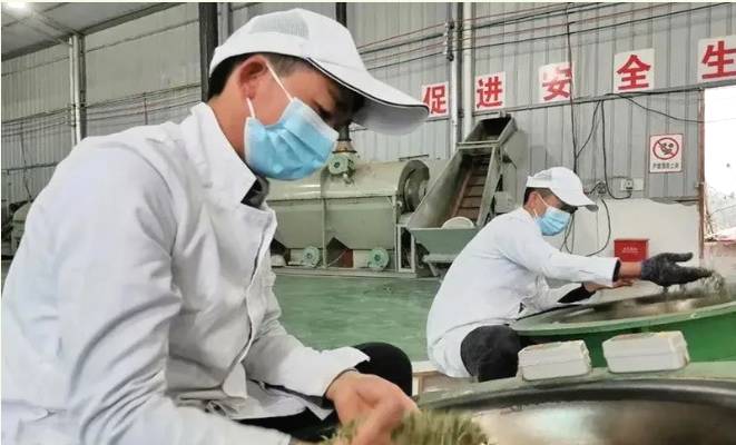 有关于石阡县30多万亩苔茶园生机盎然 正是茶叶采摘好时节的资讯(8)