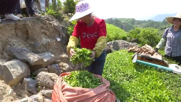 有关于成立产业联合体，漳州长泰县抱团发展茶产业的热门资讯(3)