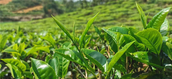 关于海南:五指山茶青大丰收 政企农携手促发展的最新信息(4)