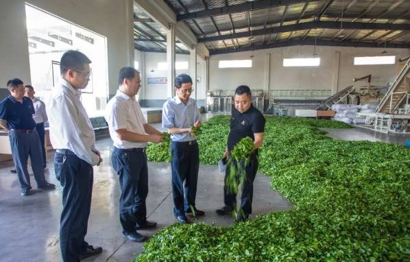 关于高质量发展茶叶产业 夯实乡村振兴产业根基的最新信息