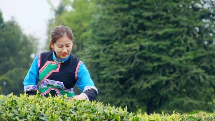 关于“每款凤冈锌硒茶,都是好孩子”——县委书记心里的凤冈茶的热门新闻(3)