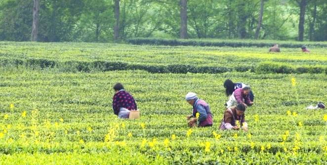 有关于眉山洪雅：茶叶产业的提档升级，助力乡村振兴的热门信息