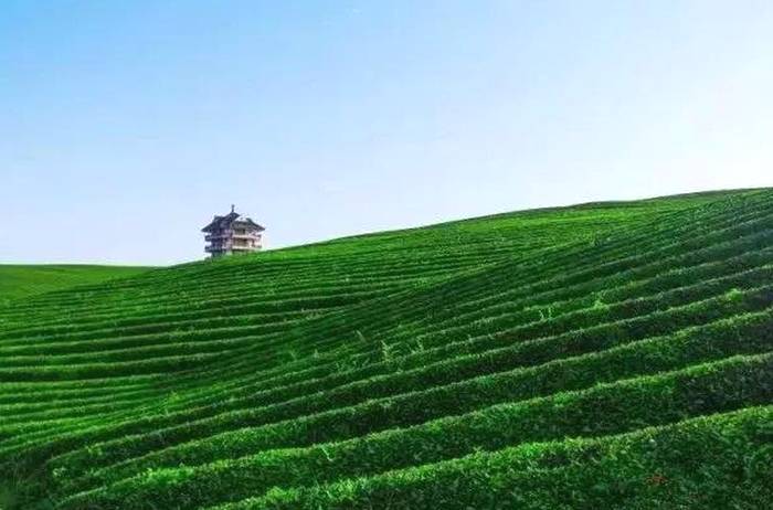 关于遵义市产品质量检验检测院组织专家组深入凤冈、湄潭开展遵义市“两绿一红”茶叶实物标准样采集工作的消息