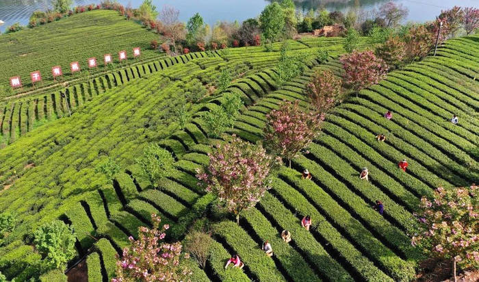 关于陕南茶业:绿染秦巴山川 成就“金山银山”的热门新闻(8)