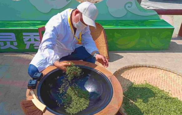 关于陕西汉中:春茶采摘正当时,不负春光不负民的最新信息(2)