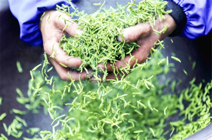 关于““锦秀茶尊”保护性开采”“中国茶叶区域公用品牌价值评估”“茶王“贡牛”1.2万/kg的最新信息(5)