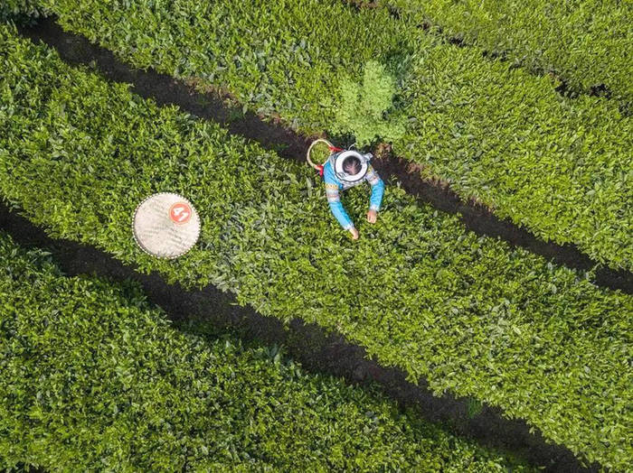 有关于胡继承在2021年全省采茶技能竞赛作大赛情况通报的热门消息(9)