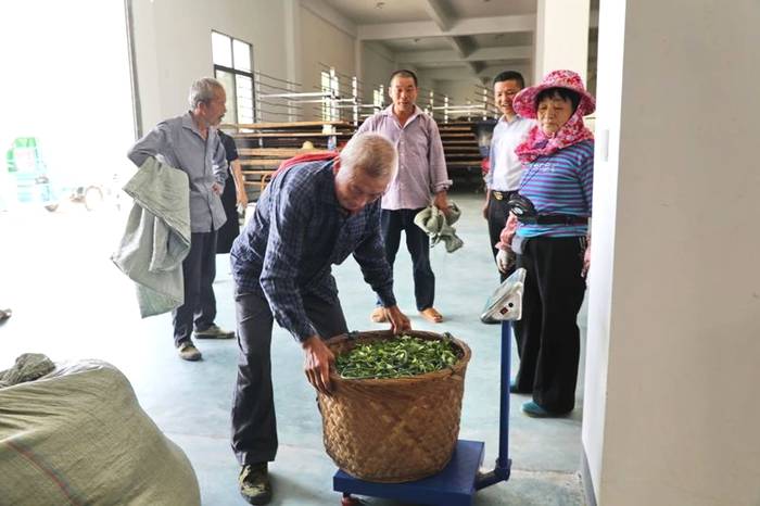 有关于蔡梅生赴点头调研生态茶园示范园茶叶发展工作的信息(3)