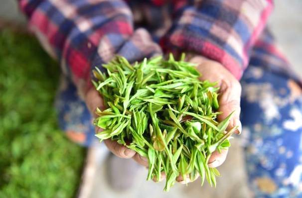 有关于重庆嘉平镇 春茶吐新芽成为茶农增收致富的“金叶子的最新消息(1)