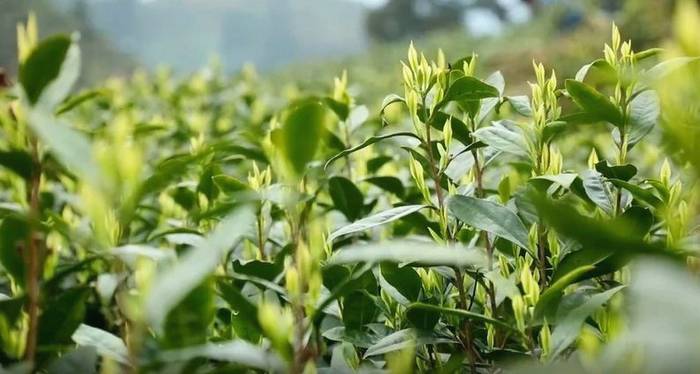 有关于贵州独山：万亩茶园抢“鲜”开采 茶叶收购加工火爆的热门新闻(1)