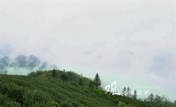 有关于除了龙井，杭州还有这些茶园的茶叶和美景让人陶醉!的热门资讯(14)