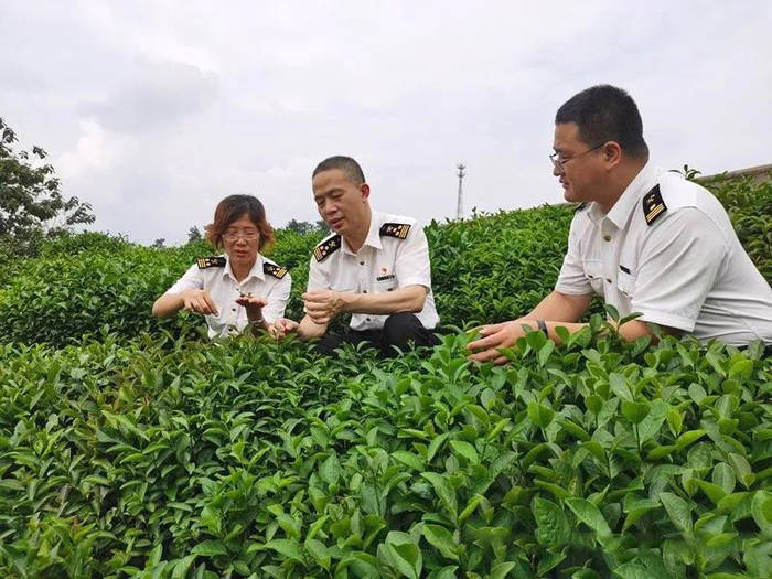 关于首班中欧班列信阳绿茶直发专列从信阳火车站启程的消息