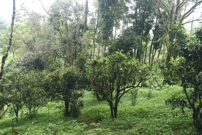 有关于一周热门：史上最严厉整顿，云南西双版纳种茶毁林整治显成效、春茶购买秘籍、柑普茶品饮关键点你知道吗？的热门资讯