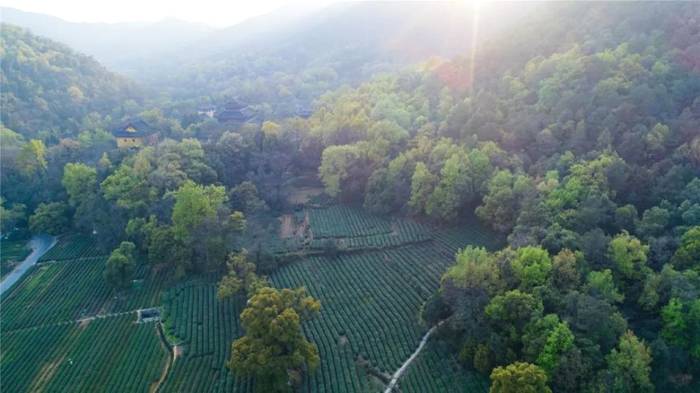 有关于除了龙井，杭州还有这些茶园的茶叶和美景让人陶醉!的热门资讯(4)