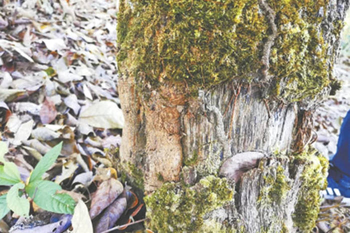 关于人民日报调查聚焦：是什么让云南西双版纳种茶毁林事件频发？的最新资讯(1)