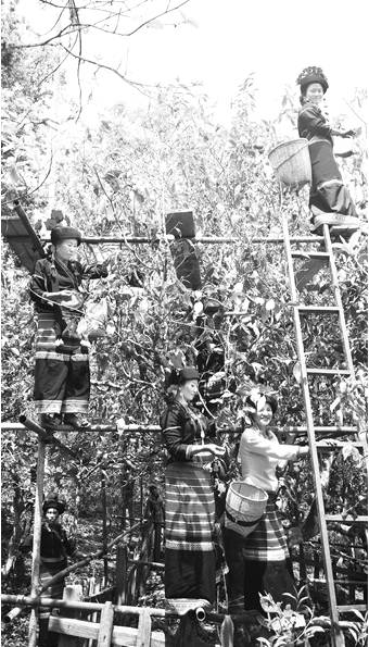 关于布朗山乡班章村老曼峨“茶王”“茶后”古树茶开采的热门资讯