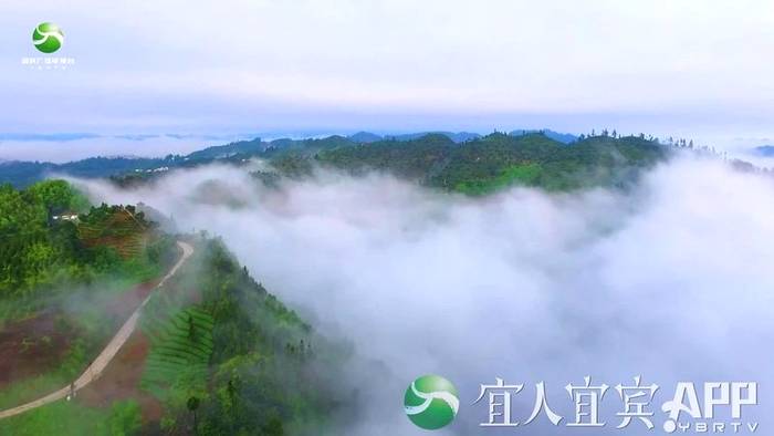 有关于宜宾茶： 趁势而为 变“原料出川”为“品牌出川”的信息(2)