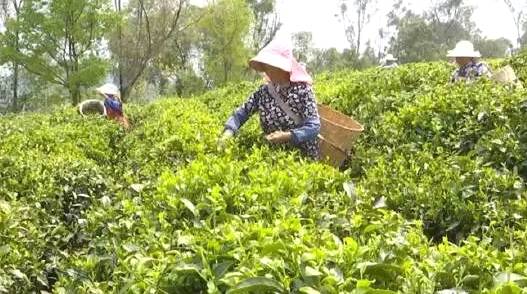 有关于云南牟定春茶采摘正当时、农民喜收“黄金叶”！的信息(2)