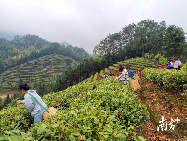 关于采茶正当时！广东春茶开采节在仁化红山镇举行的热门新闻