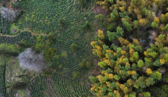 有关于杭州东坑村：2000余亩高山有机茶正式开采现场直播的最新消息(7)