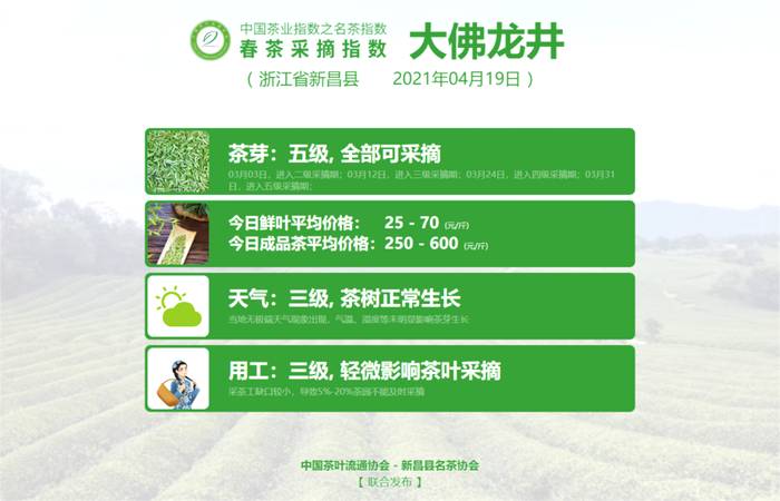 有关于大佛龙井告别本季春茶采摘指数，黄观音中开面！的信息(1)