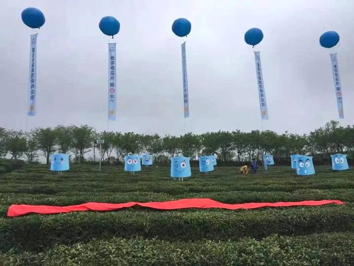 有关于六安瓜片开采啦，附其它知名茶叶的采摘指数的新闻(12)