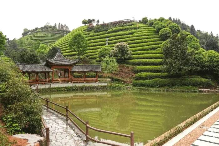 有关于日加工40000斤鲜叶只需5个人?探秘武义有机茶里的“黑科技”的信息(2)