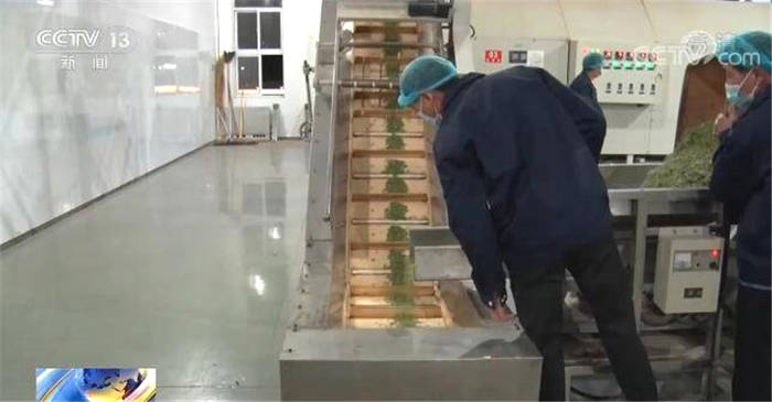 有关于南方主要产茶区：人勤春来早 春茶采摘忙 的热门信息(4)