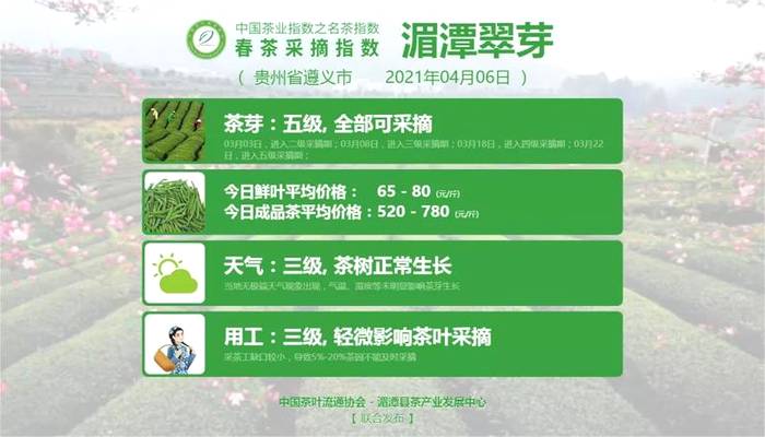 关于太平猴魁采摘其到来！洞庭山碧螺春、湄潭翠芽、黄山毛峰进入五级采摘期的新闻(1)