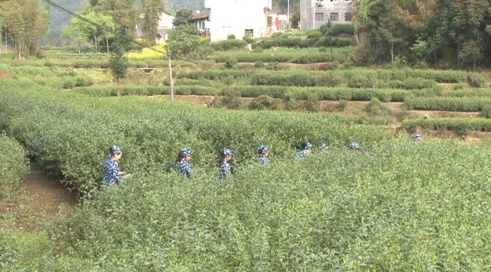 有关于达州万源：采茶制茶正当时，茗茶飘香助增收的热门信息