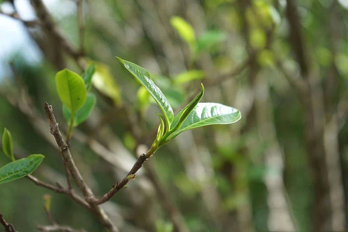 有关于一周热门:茶饮品类有哪些创新机会、大益茶文化解读系列仓颉号、华巨臣沈阳、山西茶博会即将开幕的热门消息