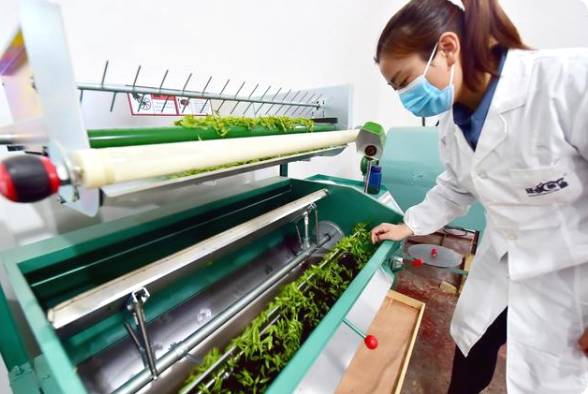 关于石家庄太行山茶叶陆续开采 茶叶种植成增收致富支柱产业的热门新闻(2)