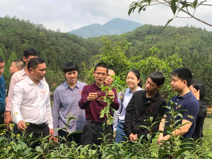 有关于助推茶产业健康发展,武夷山市茶业同业公会党委多管齐下的新闻(1)