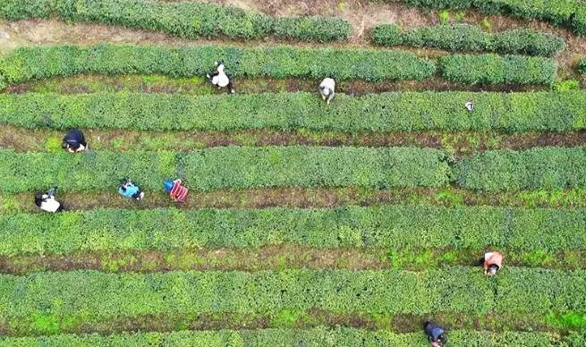 有关于石阡县30多万亩苔茶园生机盎然 正是茶叶采摘好时节的资讯
