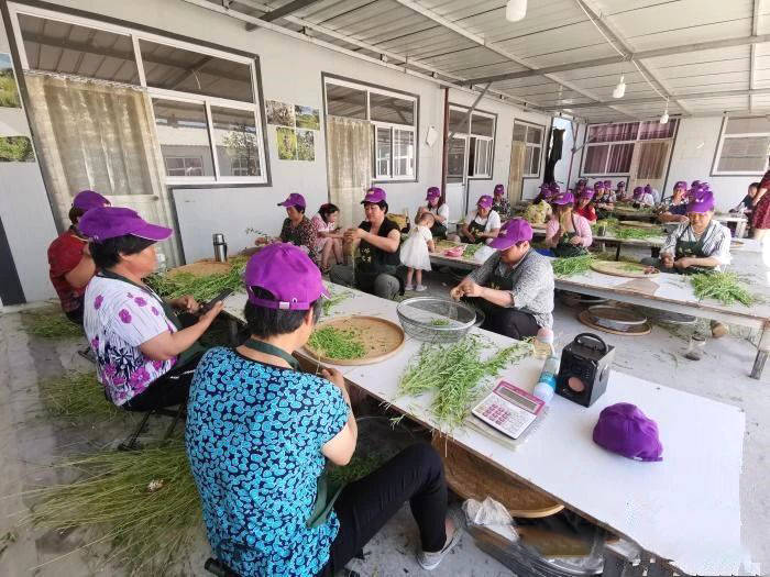 关于涞水：太行深处黄芪香 山村种出“致富茶”的热门消息(1)