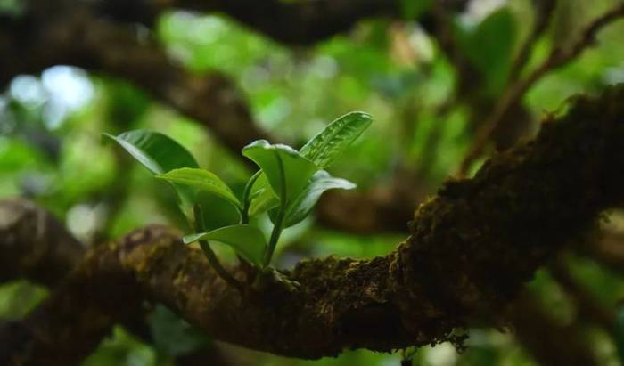 关于古树茶强势回归!2021年云南山头茶价格发布的热门资讯(21)