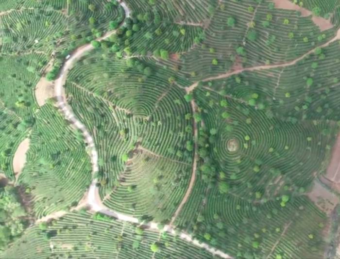 关于普洱市思茅港镇:茶树正露尖尖芽,早春时节把茶采,茨竹林村喜迎春茶采摘的资讯