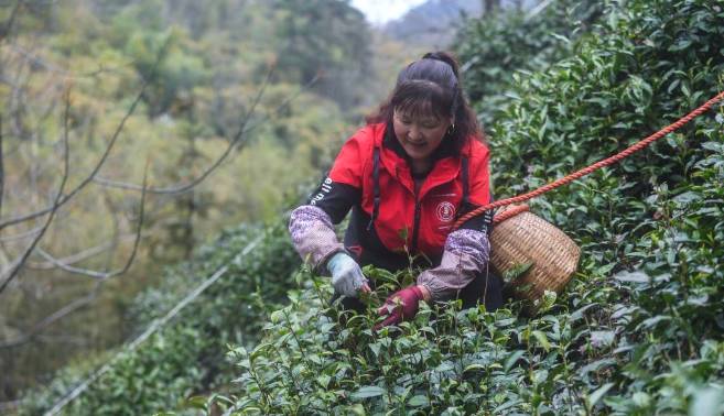 有关于杭州东坑村：2000余亩高山有机茶正式开采现场直播的最新消息(6)