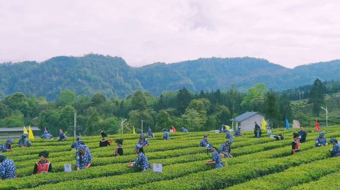 关于乐山市：小凉山采茶节开幕 马边绿茶团体标准正式发布的热门资讯(2)