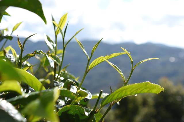 关于中国茶叶去年出口量现首降 今年春茶量价齐升的热门消息