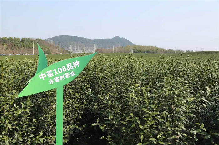 有关于2021“平水日铸”开茶仪式暨新茶上市新闻发布会今日召开的最新信息(10)