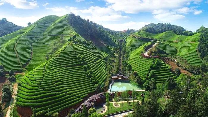 关于“两会”理事考察学习“乡雨”“更香”“骆驼九龙”茶企的信息(7)