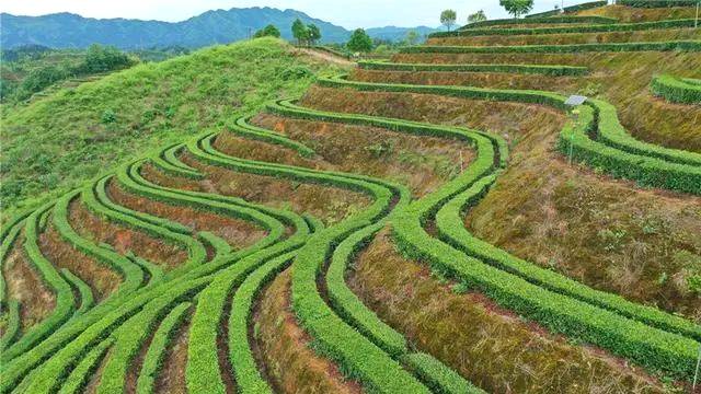 关于以茶促旅 以旅兴茶 桃江华莱茶旅一体化项目投资3.8亿元的热门资讯(1)