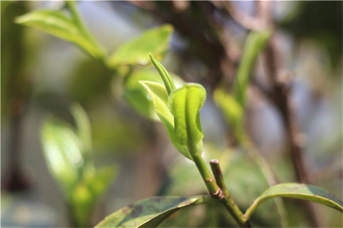 有关于一周速读：云茶实现千亿元目标、2021春茶产销、冰岛迎来新变局的热门资讯(5)